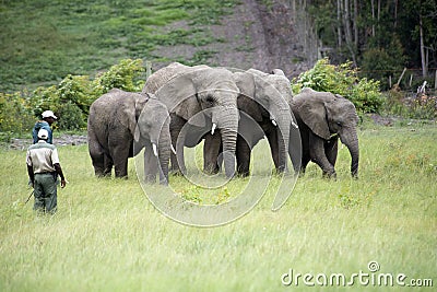 Wildlife rangers working with African elephants Editorial Stock Photo