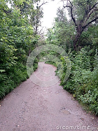 wildlife road in the forest Stock Photo