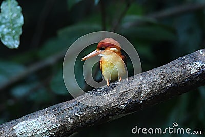 Wildlife Rufous Backed Kingfisher Stock Photo