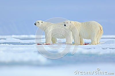 Wildlife scene from Arctic nature with two big polar bear. Couple of polar bears tearing hunted bloody seal skeleton in Svalbard. Stock Photo