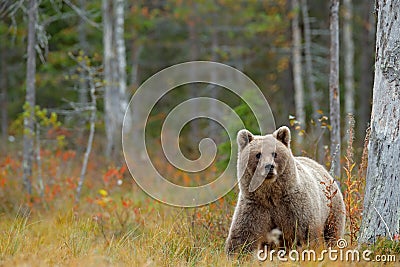 Wildlife scene from Finland near Russia bolder. Autumn forest with bear. Beautiful brown bear walking around lake with autumn colo Stock Photo