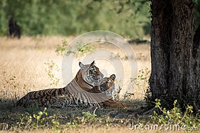 Wildlife scene of Mother Tiger and her cubs are under shadow or shade of big tree during one morning safari at Ranthambore Stock Photo