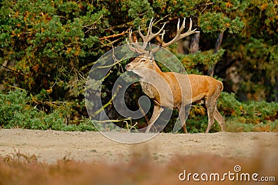 Wildlife scene, nature. Heath Moorland, autumn animal behaviour. Red deer, rutting season, Hoge Veluwe, Netherlands. Deer stag, b Stock Photo