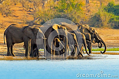 Wildlife scene from nature. A herd of African elephants drinking at a waterhole lifting their trunks, Chobe National park, Botswan Stock Photo