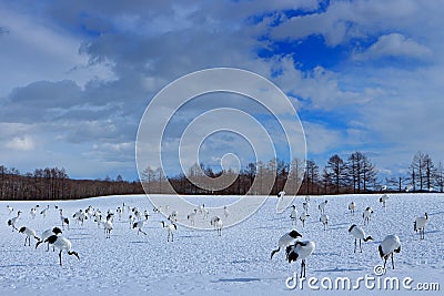 Wildlife scene from snowy nature. Dancing pair of Red-crowned crane with open wing in flight, with sunny day, Hokkaido, Japan. Bir Stock Photo