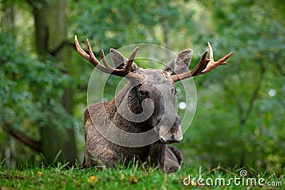 Wildlife scene from Sweden. Moose lying in grass under trees. Moose, North America, or Eurasian elk, Eurasia, Alces alces in the d Stock Photo
