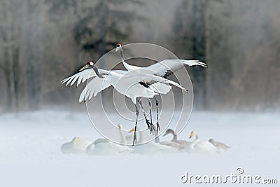 Wildlife scene from winter Asia. Two bird in flight.Two cranes in fly with swans. Flying white birds Red-crowned crane, Grus Stock Photo