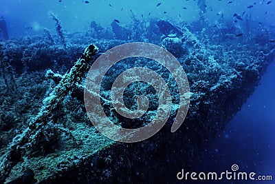 Wildlife at the ship wreck, Underwater world Stock Photo