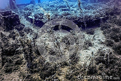 Wildlife at the ship wreck, Underwater world Stock Photo