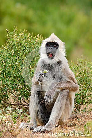 Wildlife of Sri Lanka. Animal with open muzzle. Common Langur, Semnopithecus entellus, monkey with fruit in the mouth, nature habi Stock Photo