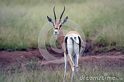 Wildlife in tanzania Stock Photo