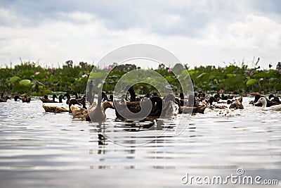 Wildlife view of duck and duckling swimming in a pond with green tree background Stock Photo