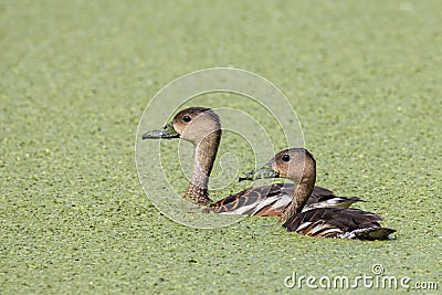 Wildlife whistling ducks chilling on green algae pond Stock Photo