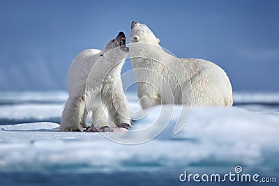 Wildlife winter scene with two dangerous animals. Two polar bears fighting on drifting ice in Arctic Svalbard Stock Photo