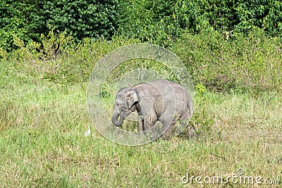 Wildlife of Young Asian Elephant eating grass in forest. Kui Buri National Park. Thailand Stock Photo