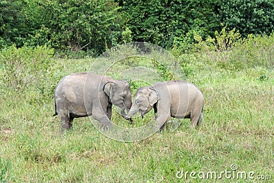 Wildlife of Young Asian Elephant eating grass in forest. Kui Buri National Park. Thailand Stock Photo