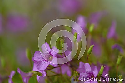 Wildly proliferating and pink flowering wood-sorrel Oxalis acetosella Stock Photo