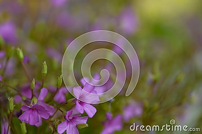 Wildly proliferating and pink flowering wood-sorrel Oxalis acetosella Stock Photo