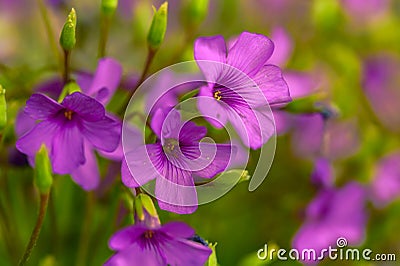 Wildly proliferating and pink flowering wood-sorrel Oxalis acetosella Stock Photo