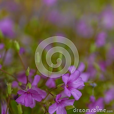 Wildly proliferating and pink flowering wood-sorrel Oxalis acetosella Stock Photo