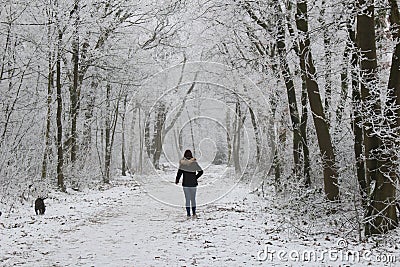Winter Wonderland Forest Editorial Stock Photo