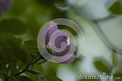 Wildrose branch with pink bloom in glade Stock Photo