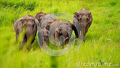 Wilds Elephant Stock Photo