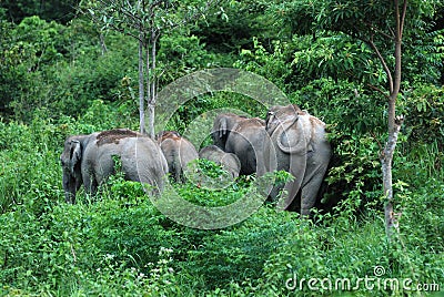 Wilds Elephant Stock Photo