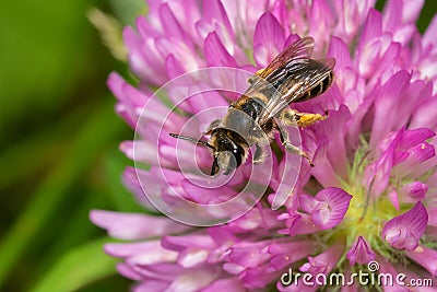 Wilke`s Mining Bee - Andrena wilkella Stock Photo