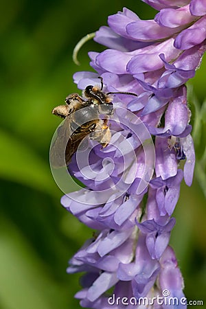 Wilke`s Mining Bee - Andrena wilkella Stock Photo