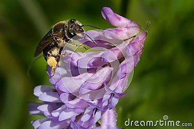 Wilke`s Mining Bee - Andrena wilkella Stock Photo