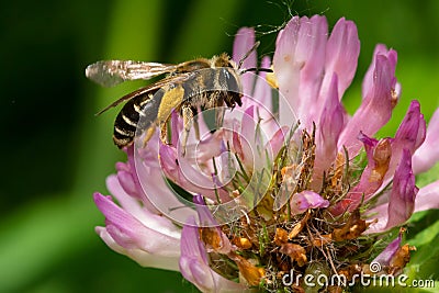 Wilke`s Mining Bee - Andrena wilkella Stock Photo