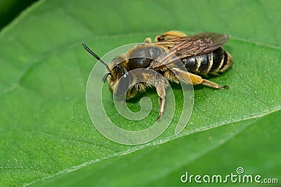 Wilke`s Mining Bee - Andrena wilkella Stock Photo