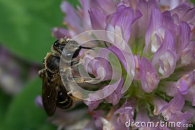 Wilke`s Mining Bee - Andrena wilkella Stock Photo