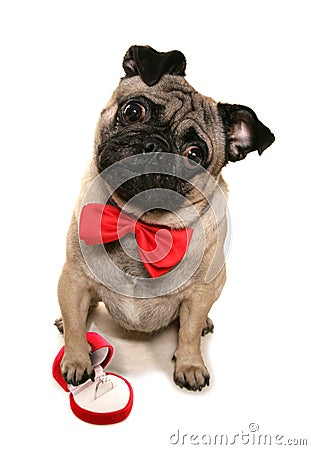 Will you marry me pug Stock Photo