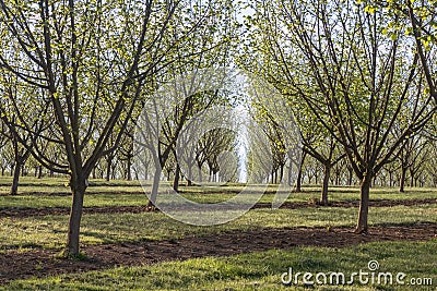 Willamette Valley Hazelnut Orchard near Salem, Oregon Stock Photo