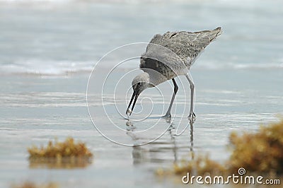 Willet On The Beach Stock Photo