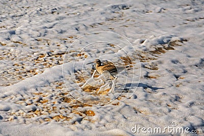 A willet bird, type of sandpiper running from ocean wave Stock Photo