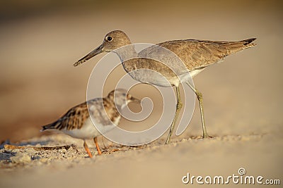 Willet in Florida Stock Photo