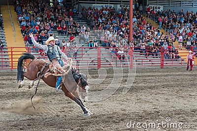 Man rides bucking horse at saddle bronc competition at stampede Editorial Stock Photo