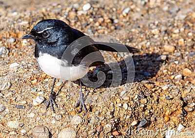 willy wagtail Stock Photo