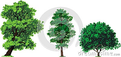 Willow, alder and walnut trees. Vector Cartoon Illustration