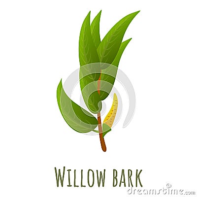 Willow bark branch icon, cartoon style Vector Illustration
