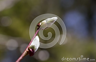 Willow branch with blossomed buds. Stock Photo