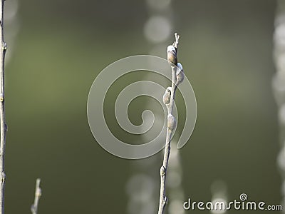 Willow branch with buds. Spring nature background Stock Photo