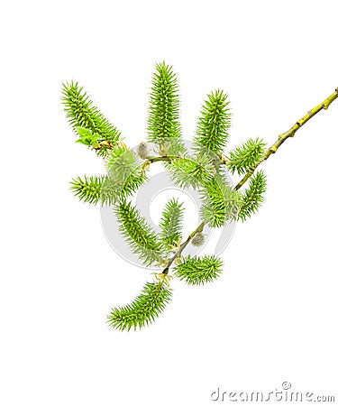 Willow branch with catkins. Stock Photo