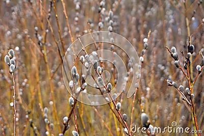 Willow branch with catkins fur gemma goat Stock Photo