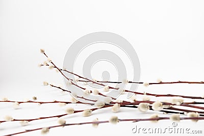 Willow branch with furry willow-catkins isolate on a lighte background. Spring concept, Palm Sunday concept Stock Photo