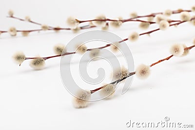 Willow branch with furry willow-catkins isolate on a lighte background. Spring concept, Palm Sunday concept Stock Photo