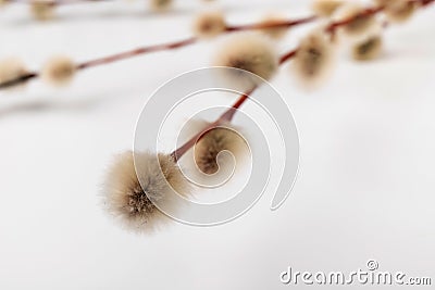 Willow branch with furry willow-catkins isolate on a lighte background. Spring concept, Palm Sunday concept Stock Photo